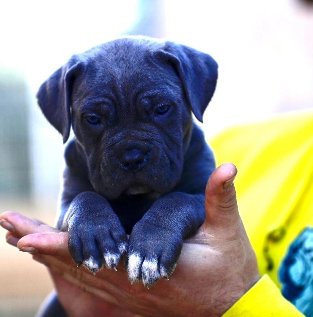 Cane Corso Foto 7